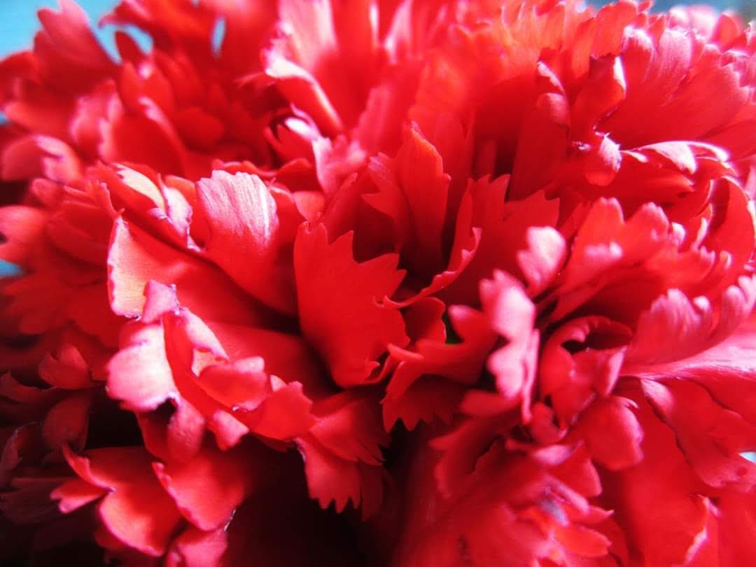 Cravo vermelho ampliado
